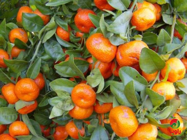 خرید بهترین انواع نارنگی پاکستانی با قیمت ارزان